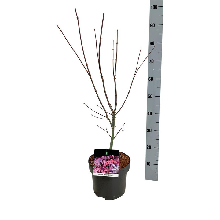 Klevas plaštakinis (Lot Acer pal.) 'Atropurpureum' C5/P23 50-60 CM | KLEVAI | MEDŽIAI