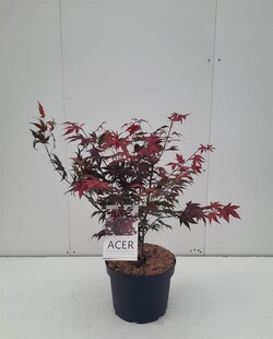 Klevas plaštakinis (Lot Acer pal.) 'Atropurpureum' C10 60-70 CM - nuotrauka 2
