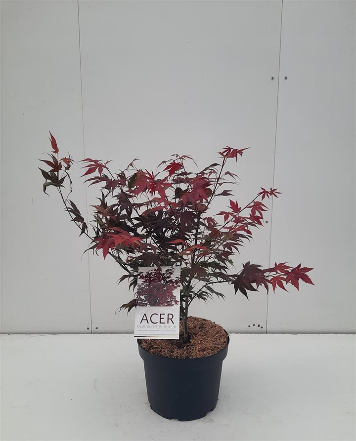 Klevas plaštakinis (Lot Acer pal.) 'Atropurpureum' C10 60-70 CM | KLEVAI | MEDŽIAI
