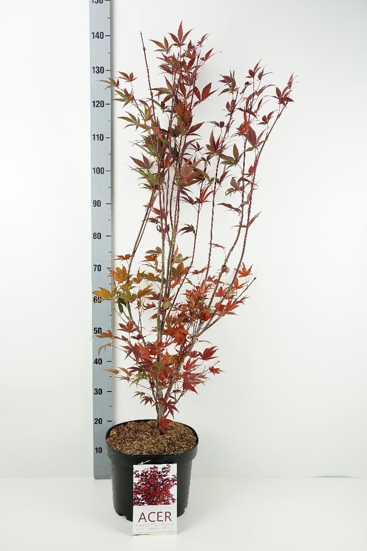 Klevas plaštakinis (Lot Acer pal.) 'Atropurpureum' C10 60-70 CM | KLEVAI | MEDŽIAI