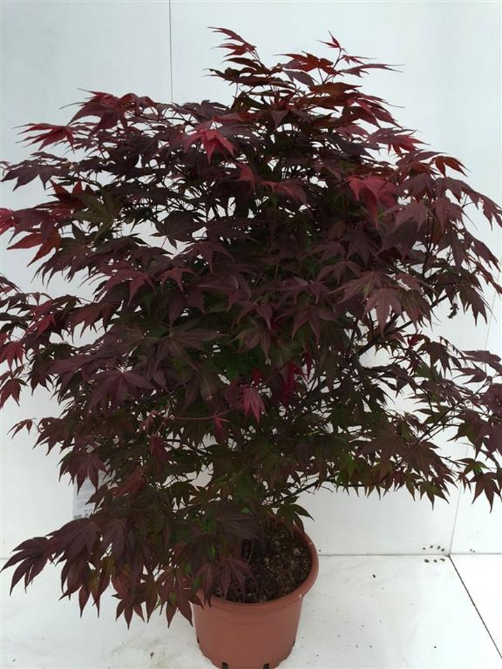 Klevas plaštakinis (Lot Acer pal.) 'Atropurpureum' C15 100-125 CM | KLEVAI | MEDŽIAI