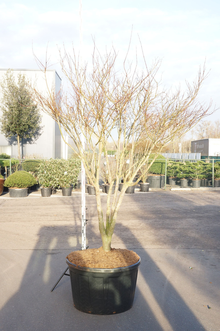 Klevas plaštakinis (Lot Acer pal.) 'Atropurpureum' C35 120-140 CM