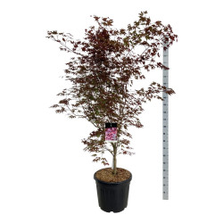 Klevas plaštakinis (Lot Acer pal.) 'Atropurpureum' C55 175-200CM EXTRA - nuotrauka 1