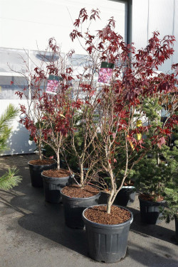 Klevas plaštakinis (Lot Acer pal.) 'Atropurpureum' C55 175-200CM EXTRA - nuotrauka 2