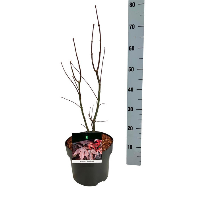 Klevas plaštakinis (Lot Acer pal.) 'Bloodgood' C5/P23 50-60 CM | KLEVAI | MEDŽIAI