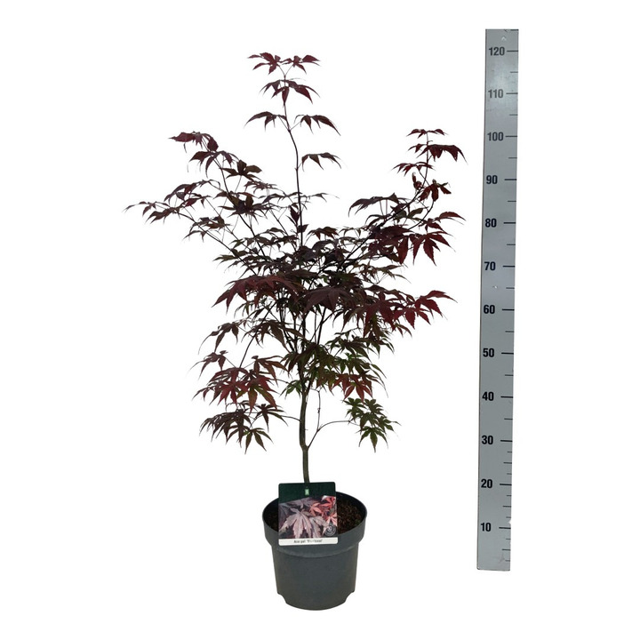 Klevas plaštakinis (Lot Acer pal.) 'Bloodgood' C5/P23 50-60 CM | KLEVAI | MEDŽIAI