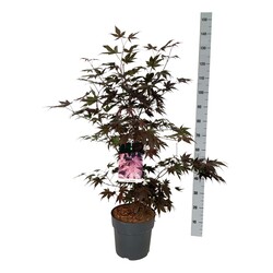 Klevas plaštakinis (Lot Acer pal.) 'Bloodgood' C10 60-80 CM - nuotrauka 2