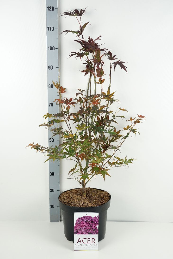 Klevas plaštakinis (Lot Acer pal.) 'Bloodgood' C10 60-70 CM | KLEVAI | MEDŽIAI