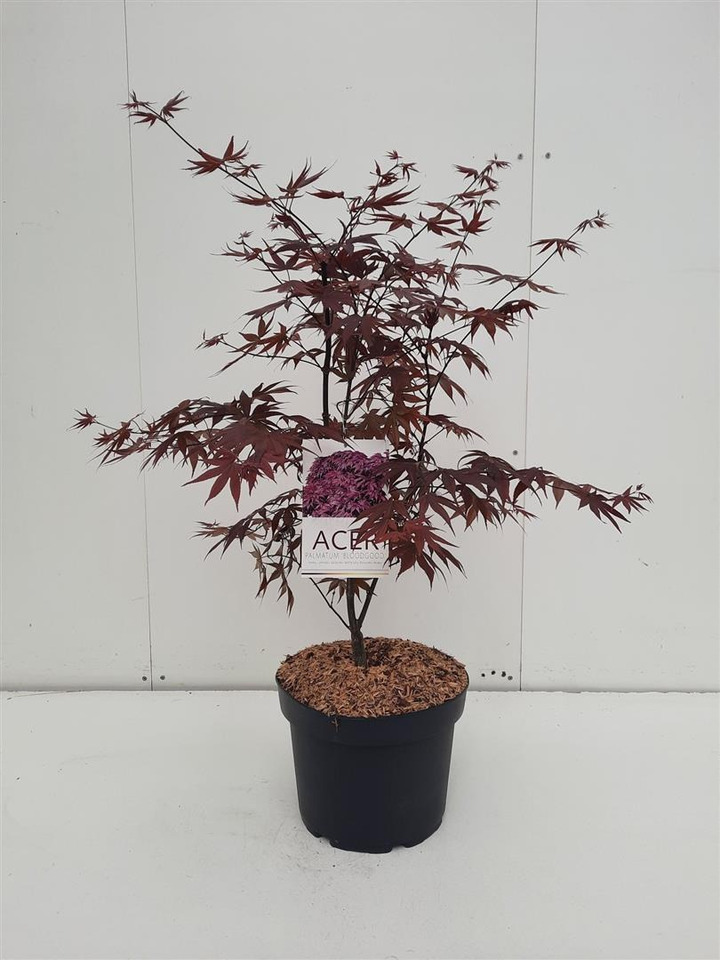 Klevas plaštakinis (Lot Acer pal.) 'Bloodgood' C10 60-70 CM | KLEVAI | MEDŽIAI