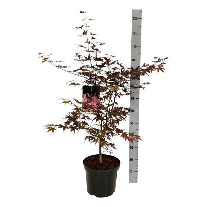 Klevas plaštakinis (Lot Acer pal.) 'Bloodgood' C10 80-100 CM | KLEVAI | MEDŽIAI