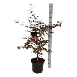 Klevas plaštakinis (Lot Acer pal.) 'Bloodgood' C10 80-100 CM - nuotrauka 2