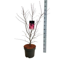 Klevas plaštakinis (Lot Acer pal.) 'Bloodgood' C10 80-100 CM - nuotrauka 1