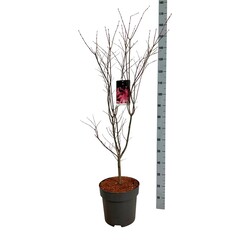 Klevas plaštakinis (Lot Acer pal.) 'Bloodgood' C14 100-125 CM - nuotrauka 1