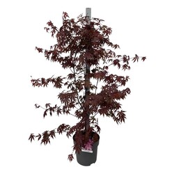 Klevas plaštakinis (Lot Acer pal.) 'Bloodgood' C14 100-125 CM - nuotrauka 2