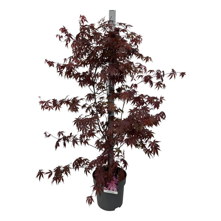 Klevas plaštakinis (Lot Acer pal.) 'Bloodgood' C14 100-125 CM