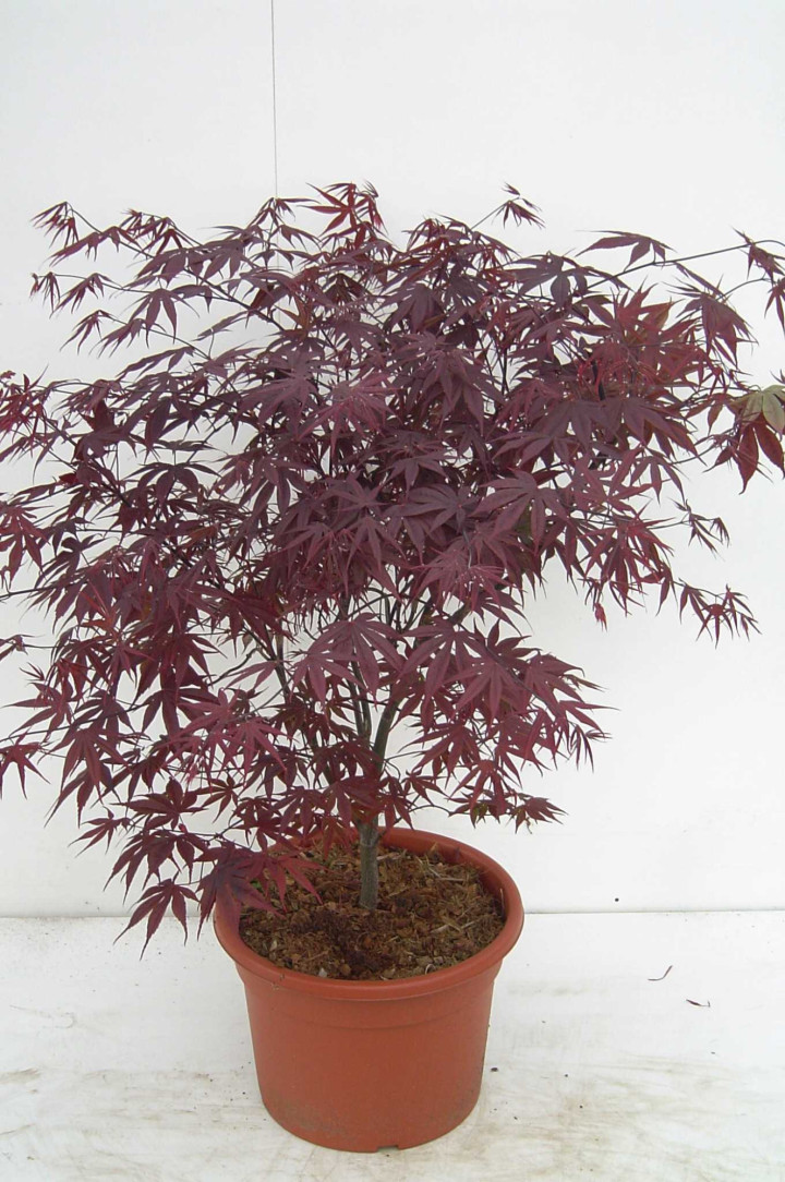 Klevas plaštakinis (Lot Acer pal.) 'Bloodgood' C15 80-100 CM | KLEVAI | MEDŽIAI