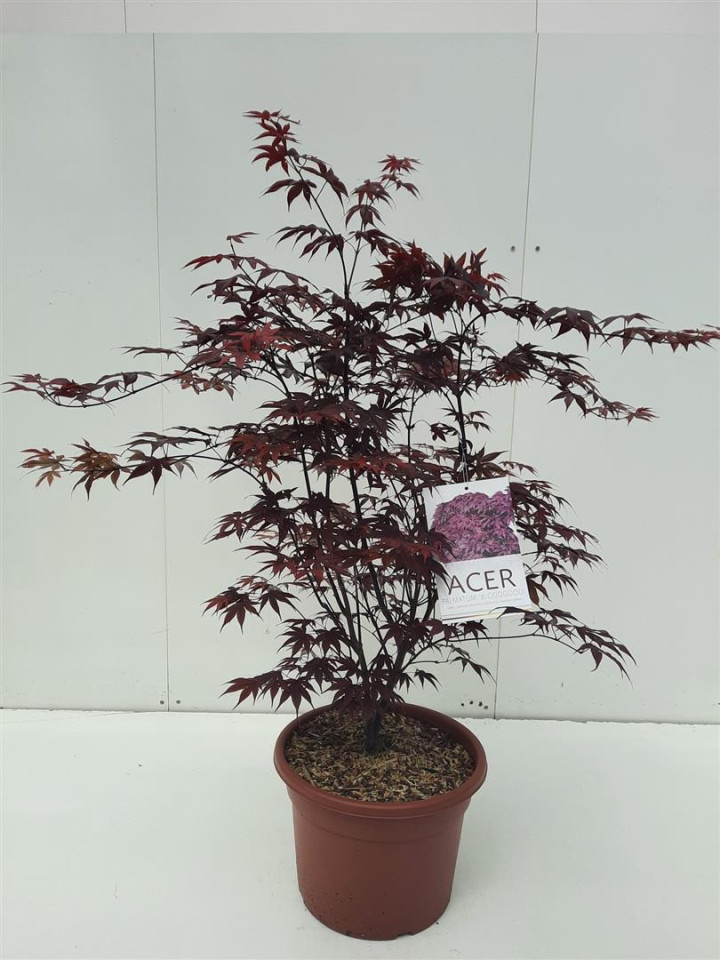 Klevas plaštakinis (Lot Acer pal.) 'Bloodgood' C15 80-100 CM | KLEVAI | MEDŽIAI
