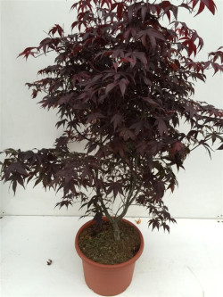 Klevas plaštakinis (Lot Acer pal.) 'Bloodgood' C15 100/+ CM - nuotrauka 1