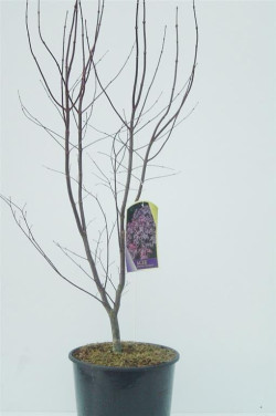 Klevas plaštakinis (Lot Acer pal.) 'Bloodgood' C15 100/+ CM - nuotrauka 2