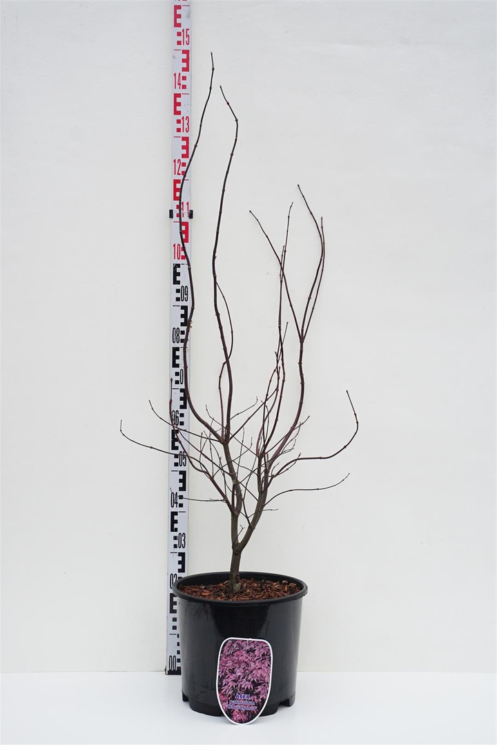 Klevas plaštakinis (Lot Acer pal.) 'Bloodgood' C15 100-125 CM