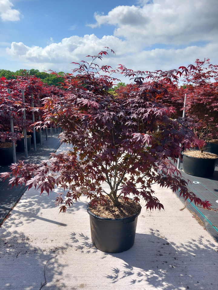 Klevas plaštakinis (Lot Acer pal.) 'Bloodgood' C50 120-140 CM