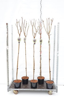 Klevas paprastasis (Lot Acer plat.) 'Crimson Sentry' C5/P23 STIEBAS 120 CM