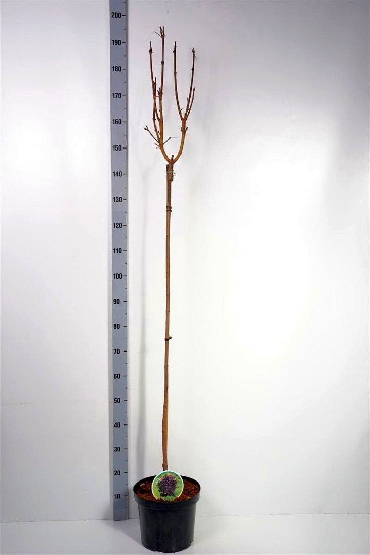 Klevas paprastasis (Lot Acer plat.) 'Crimson Sentry' C7,5/P26 STIEBAS 120 CM