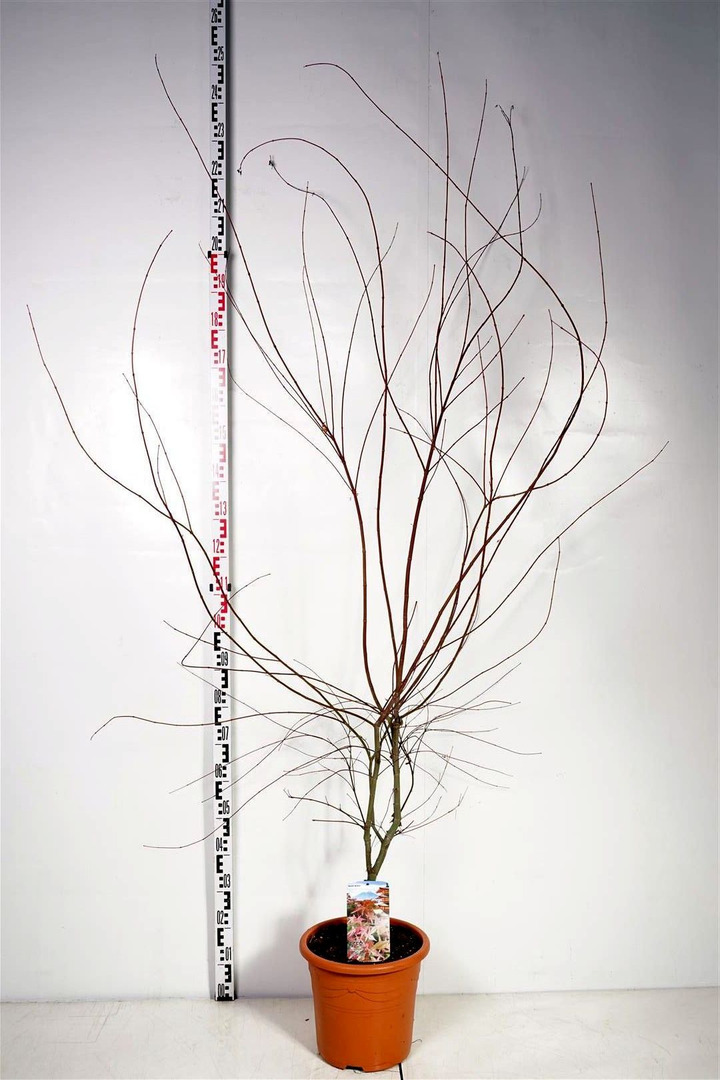 Klevas plaštakinis (Lot Acer pal.) 'Deshojo' C15 100-125 CM | KLEVAI | MEDŽIAI