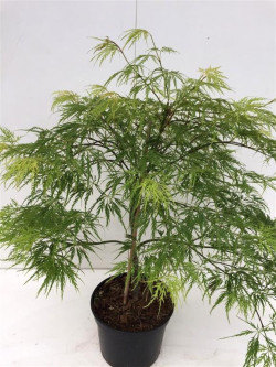 Klevas plaštakinis (Lot Acer pal.) 'Dissectum' C4/P21 40-50 CM - nuotrauka 1