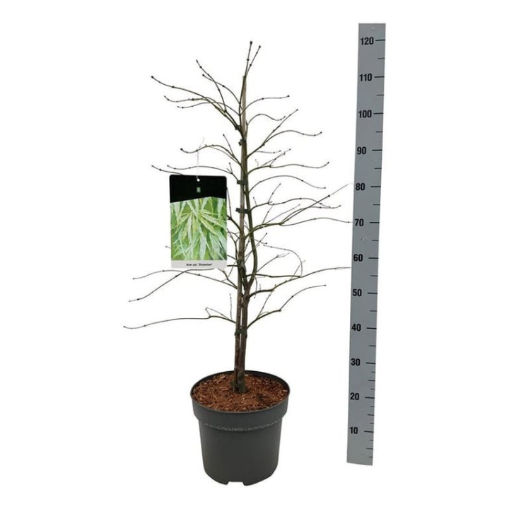 Klevas plaštakinis (Lot Acer pal.) 'Dissectum' C10 80-100 CM