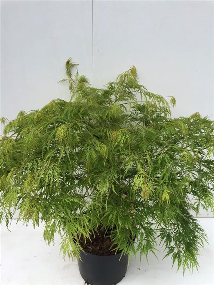 Klevas plaštakinis (Lot Acer pal.) 'Dissectum' C10 60/+ CM | KLEVAI | MEDŽIAI