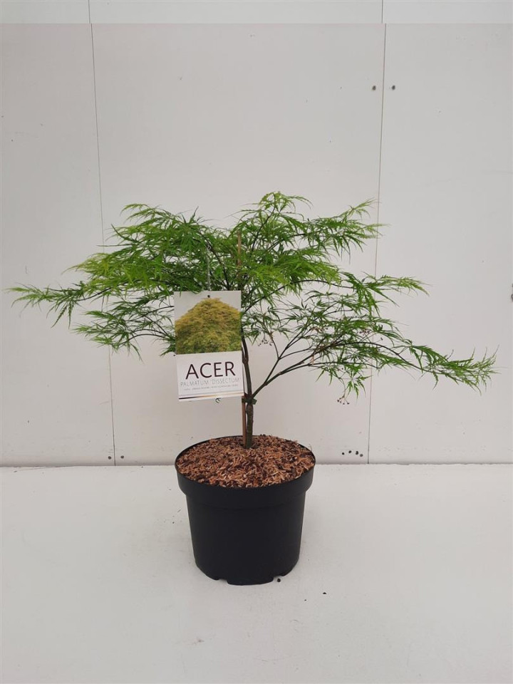 Klevas plaštakinis (Lot Acer pal.) 'Dissectum' C10 60/+ CM | KLEVAI | MEDŽIAI
