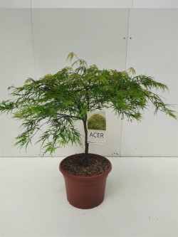 Klevas plaštakinis (Lot Acer pal.) 'Dissectum' C15 60-80 CM - nuotrauka 2