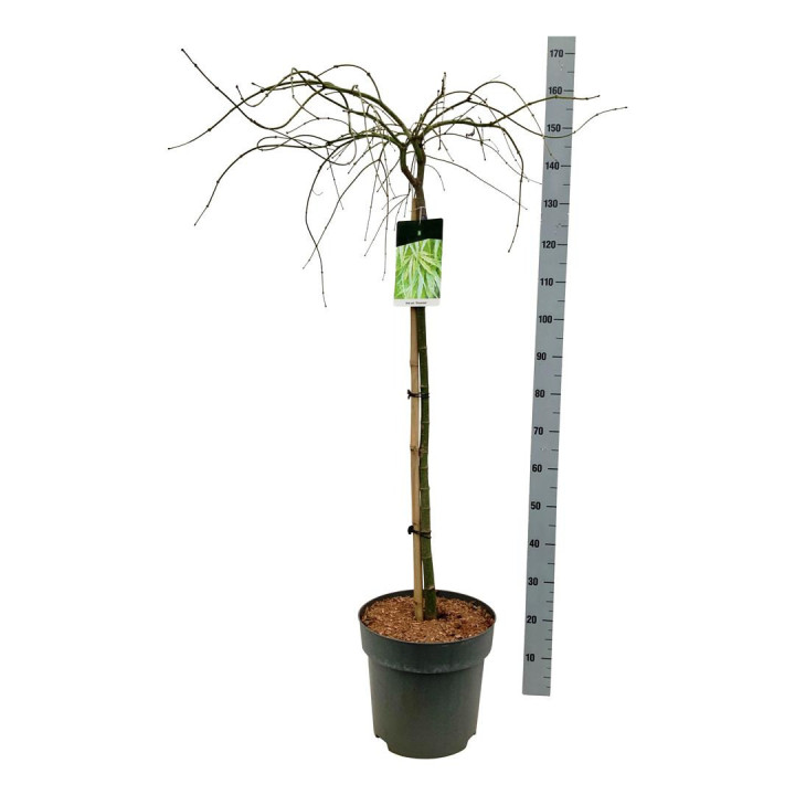 Klevas plaštakinis (Lot Acer pal.) 'Dissectum' C14 STIEBAS 90 CM