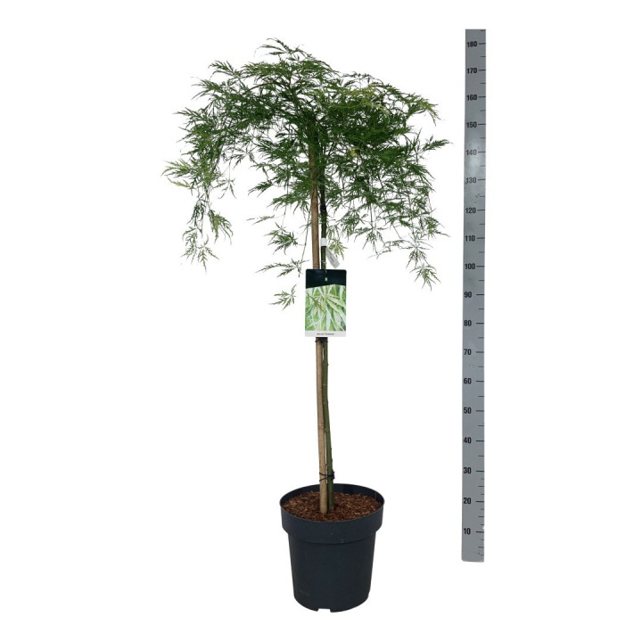 Klevas plaštakinis (Lot Acer pal.) 'Dissectum' C14 STIEBAS 90 CM