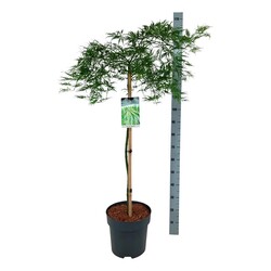 Klevas plaštakinis (Lot Acer pal.) 'Dissectum' C30 STIEBAS 100 CM - nuotrauka 2