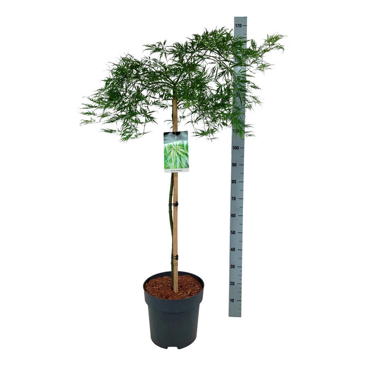 Klevas plaštakinis (Lot Acer pal.) 'Dissectum' C30 STIEBAS 100 CM