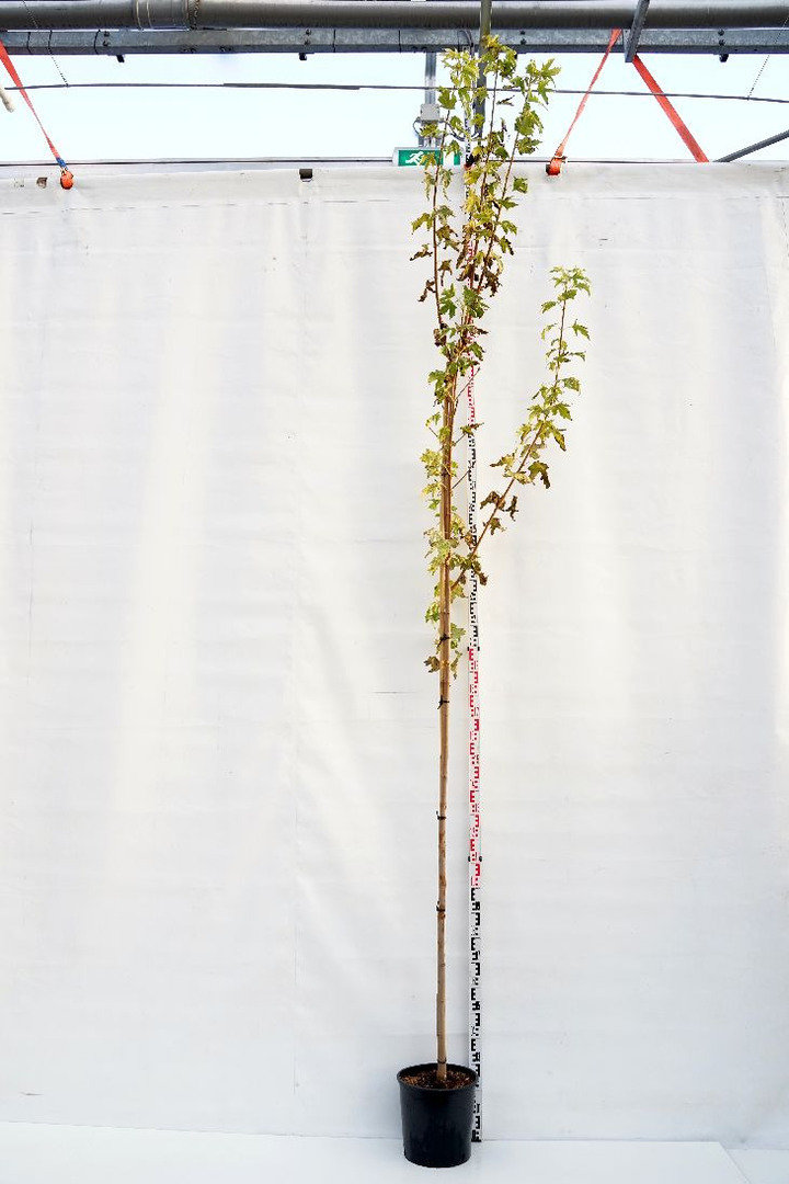 Klevas paprastasis (Lot Acer plat.) 'Drummondii' C18 KAMIENO APIMTIS 6-8 CM STANDARD