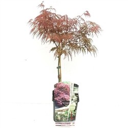 Klevas plaštakinis (Lot Acer pal.) 'Garnet' C3/P19 30-40 CM | KLEVAI | MEDŽIAI