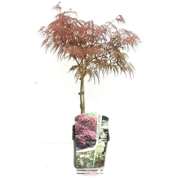 Klevas plaštakinis (Lot Acer pal.) 'Garnet' C3/P19 30-40 CM | KLEVAI | MEDŽIAI