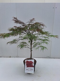 Klevas plaštakinis (Lot Acer pal.) 'Garnet' C4/P21 40-50 CM - nuotrauka 2