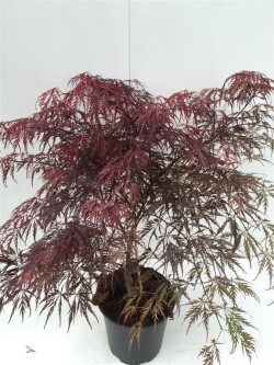 Klevas plaštakinis (Lot Acer pal.) 'Garnet' C5/P23 50-60 CM | KLEVAI | MEDŽIAI