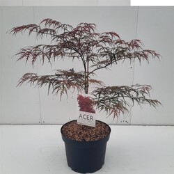 Klevas plaštakinis (Lot Acer pal.) 'Garnet' C10 60/+ CM - nuotrauka 2