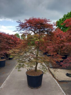 Klevas plaštakinis (Lot Acer pal.) 'Garnet' C130 150-175 CM