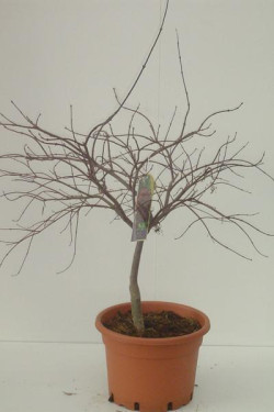 Klevas plaštakinis (Lot Acer pal.) 'Garnet' C15 60-80 CM - nuotrauka 2
