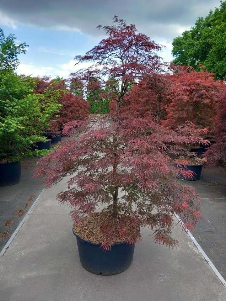 Klevas plaštakinis (Lot Acer pal.) 'Garnet' C90 160-170 CM