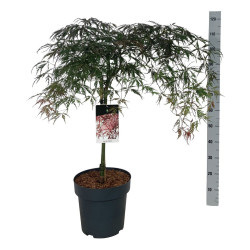 Klevas plaštakinis (Lot Acer pal.) 'Garnet' C14 STIEBAS 50 CM - nuotrauka 2