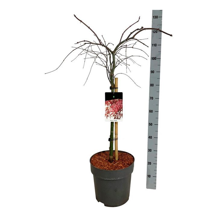 Klevas plaštakinis (Lot Acer pal.) 'Garnet' C15 STIEBAS 60 CM