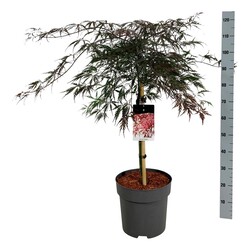 Klevas plaštakinis (Lot Acer pal.) 'Garnet' C15 STIEBAS 60 CM - nuotrauka 2