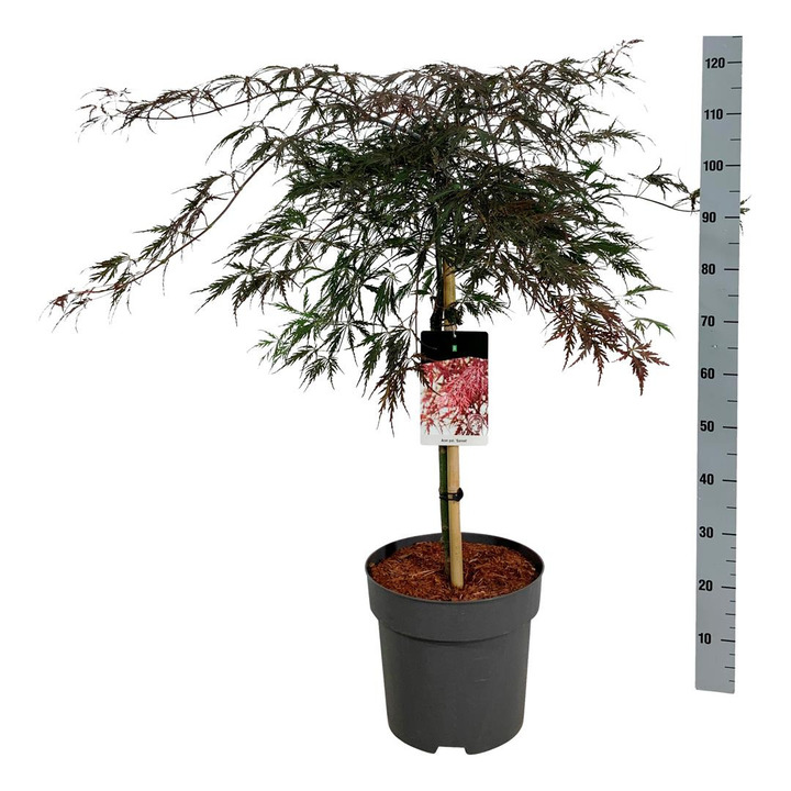 Klevas plaštakinis (Lot Acer pal.) 'Garnet' C15 STIEBAS 60 CM